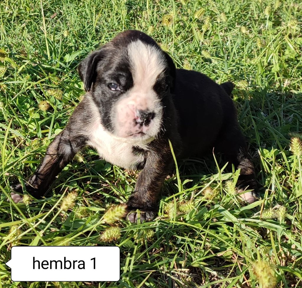 De Las Viudas Negras - Chiots au jardin