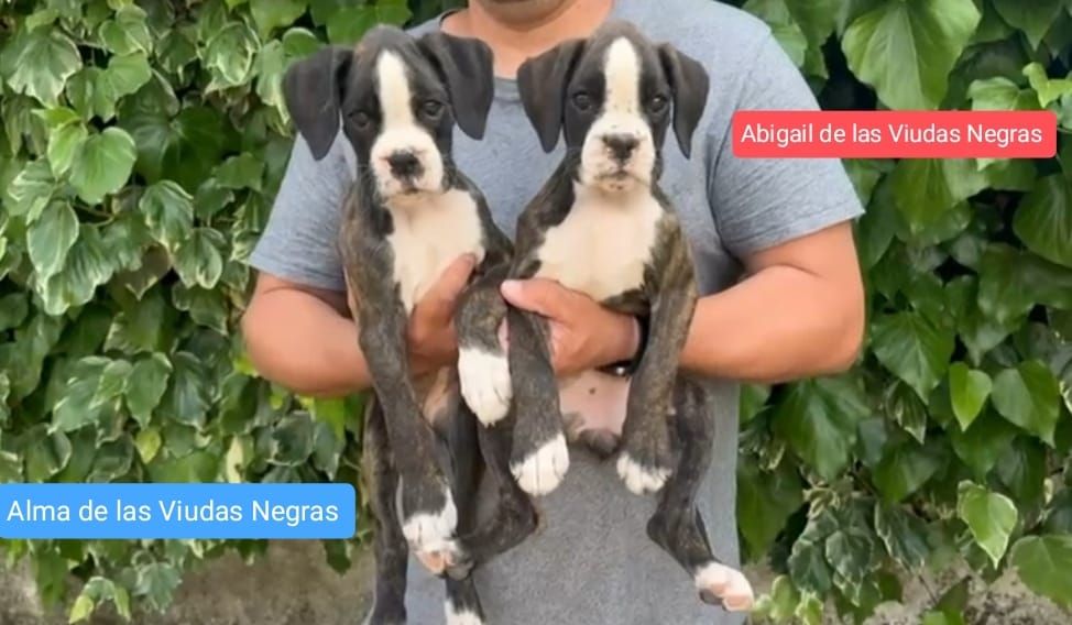 Mes chiots sont prêts à partir