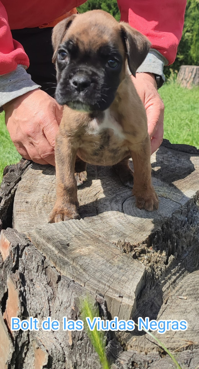De Las Viudas Negras - Chiots disponibles - Boxer