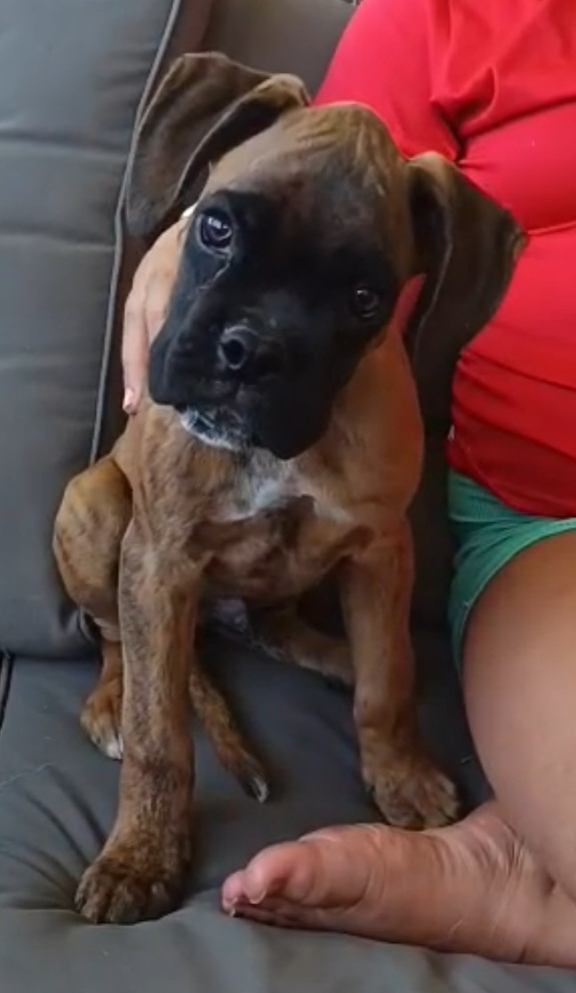 De Las Viudas Negras - Chiots disponibles - Boxer