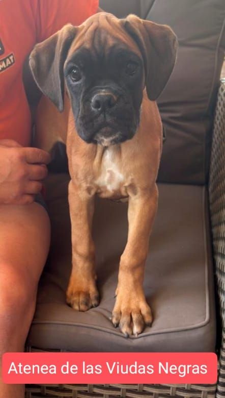 De Las Viudas Negras - Chiots disponibles - Boxer
