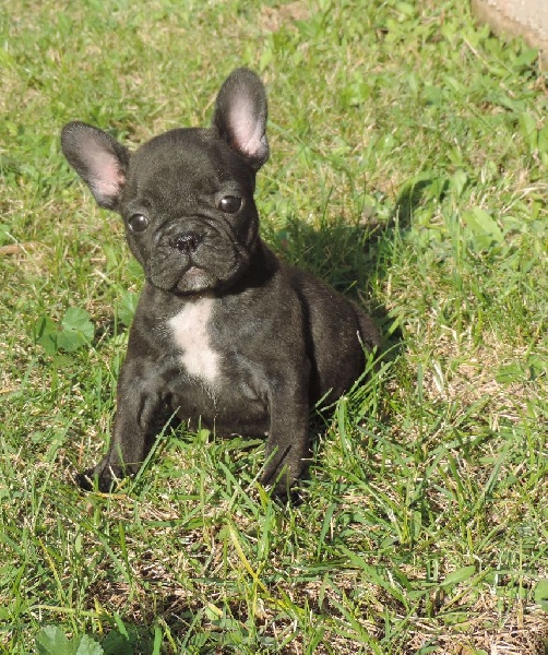 De Las Viudas Negras - Bouledogue français - Portée née le 25/09/2014