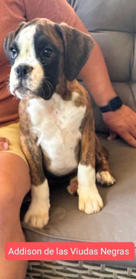 De Las Viudas Negras - Chiots disponibles - Boxer