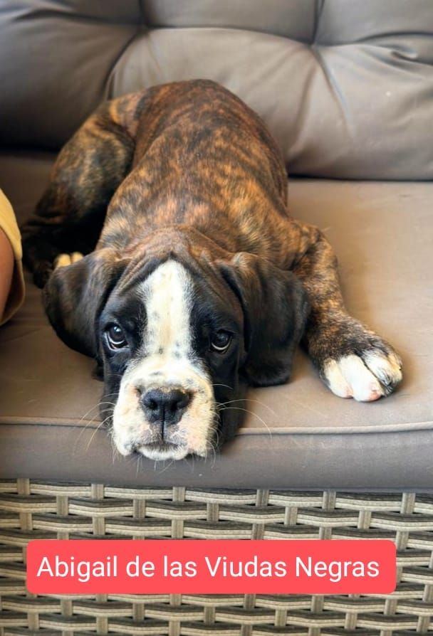 De Las Viudas Negras - Chiots disponibles - Boxer