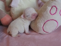 CHIOT