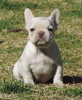 CHIOT
