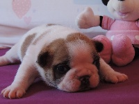 CHIOT