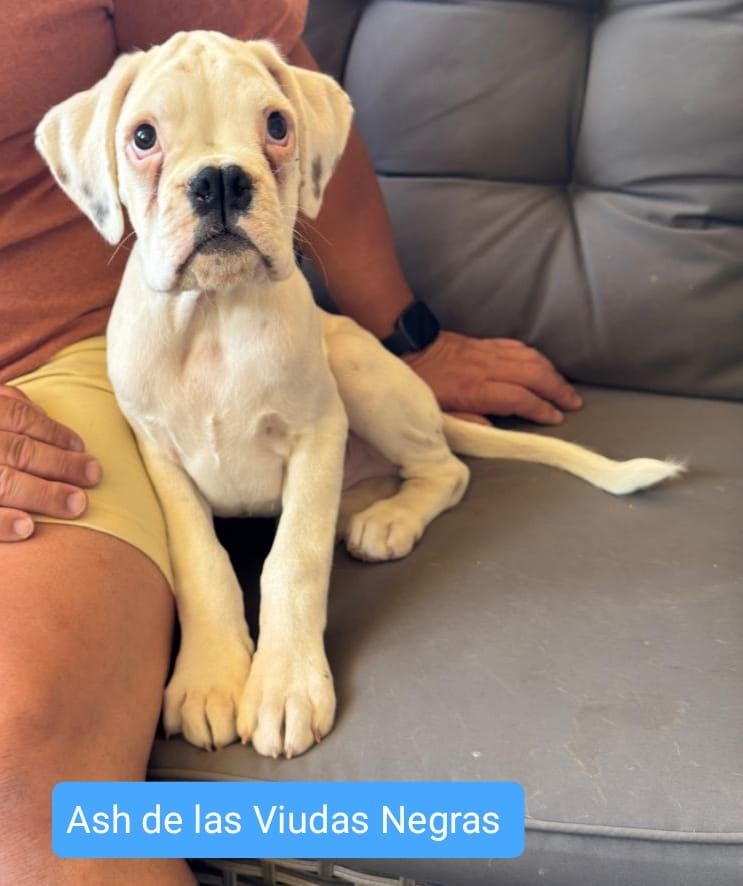 De Las Viudas Negras - Chiots disponibles - Boxer